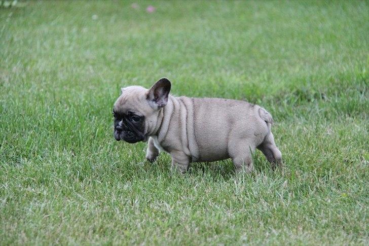 Fransk bulldog Albert - lille prut  billede 1