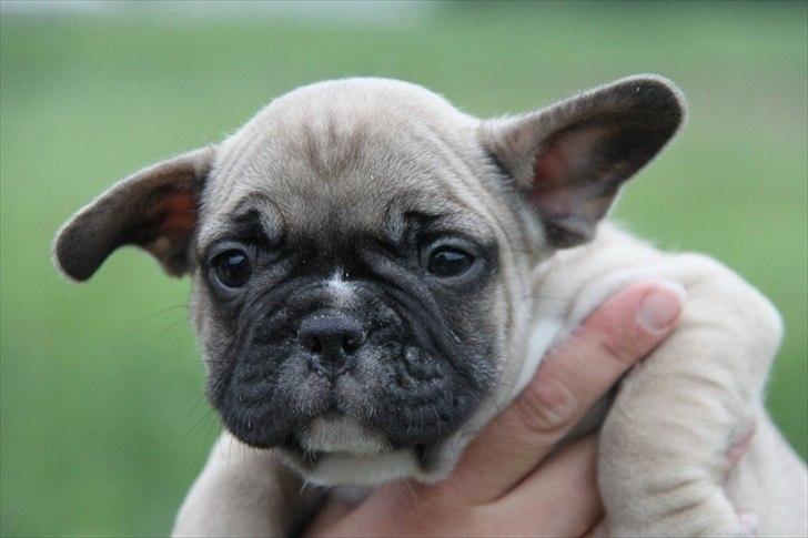 Fransk bulldog Albert - første gang jeg ser ham billede 2