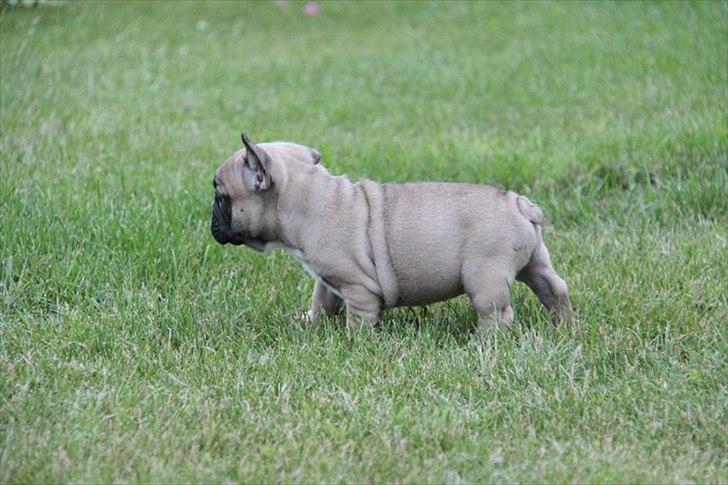 Fransk bulldog Albert billede 4