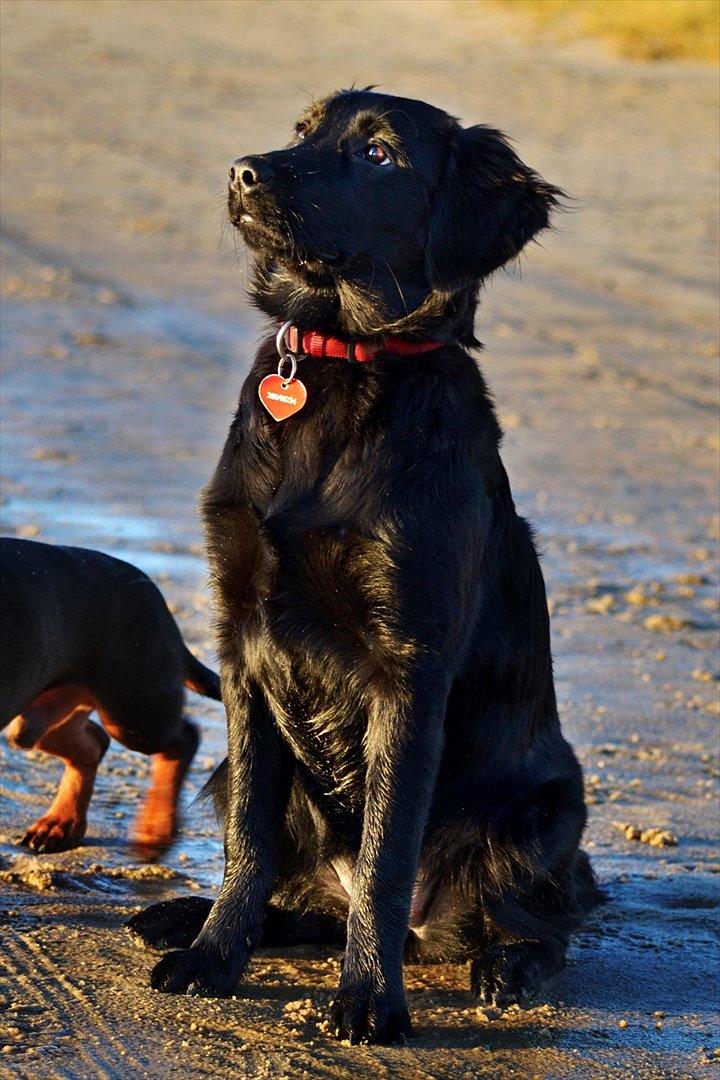 Labrador retriever / Flat coat - Bella billede 10