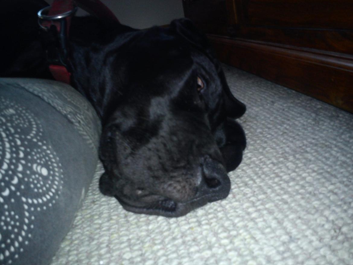 Grand danois Jessie - puha - man er træt:-) billede 13