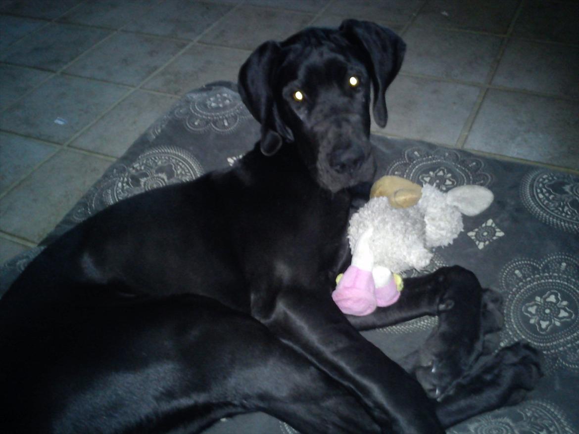 Grand danois Jessie - Jessie med sit elskede lam:-) billede 14