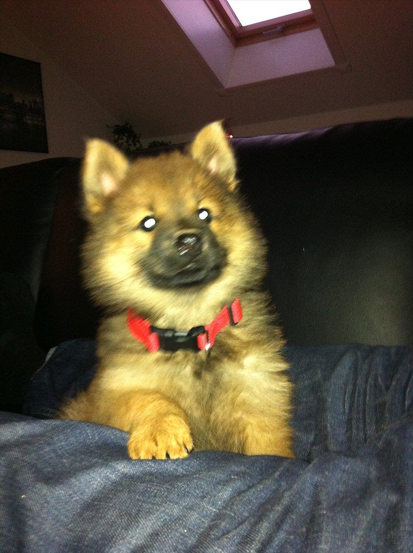 Eurasier Aiya billede 2