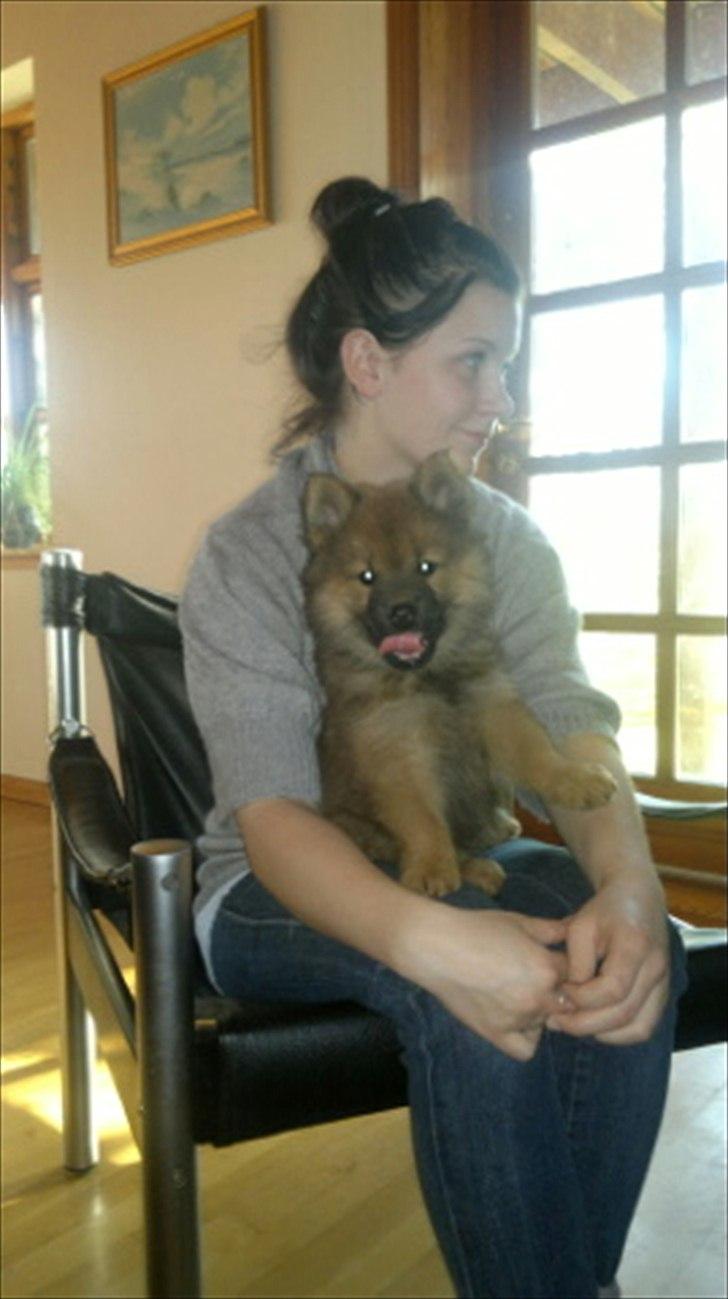 Eurasier Aiya billede 4