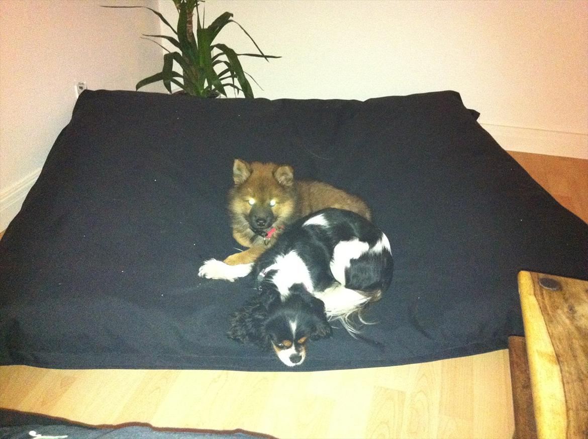 Eurasier Aiya billede 8