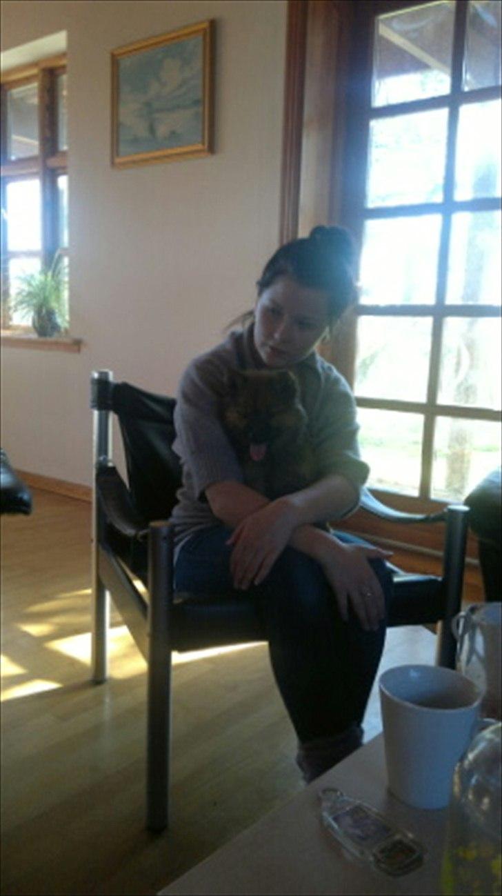 Eurasier Aiya billede 6