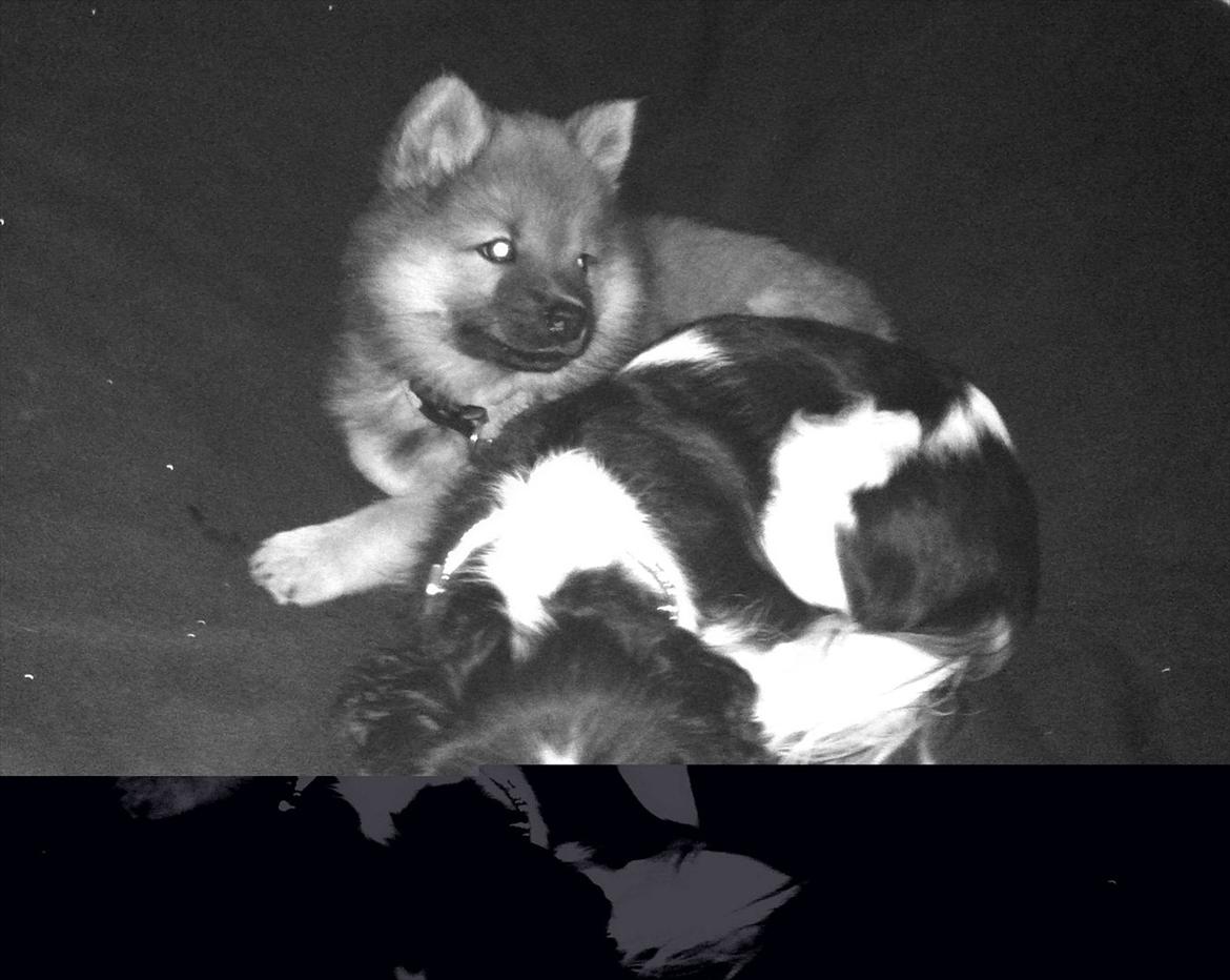 Eurasier Aiya billede 3