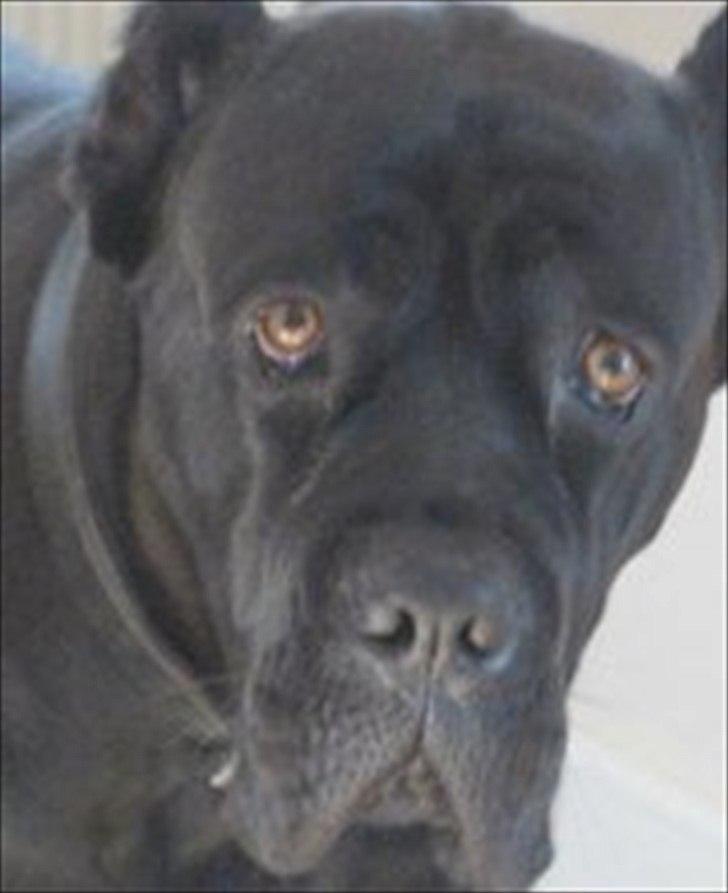 Cane corso Chili - Velkommen til min profil <3 billede 7