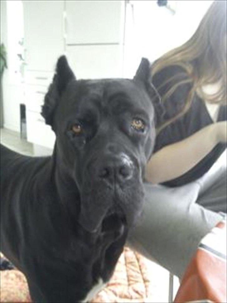 Cane corso Chili billede 6