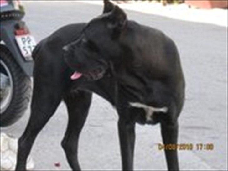 Cane corso Chili billede 8