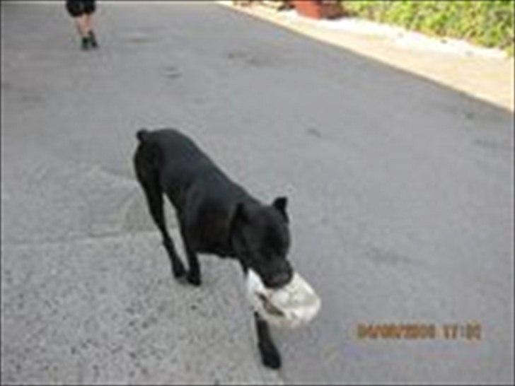 Cane corso Chili billede 9