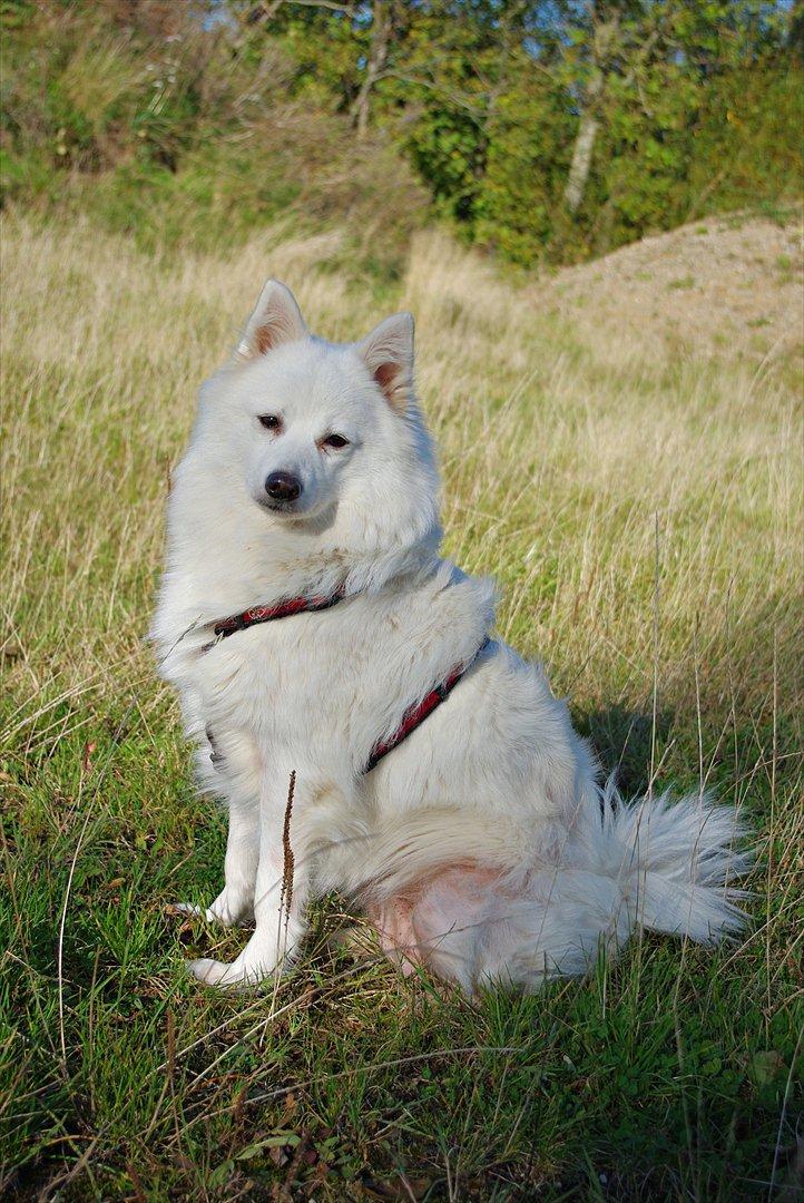 Japansk spids Grazy Daisy - R.I.P. :'( <3 billede 3