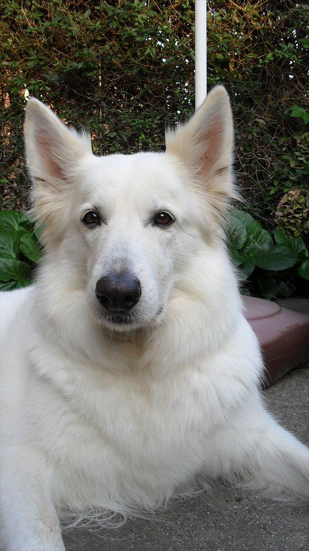 Hvid schæfer Niki billede 41