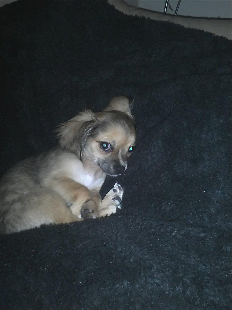 Chihuahua Søde Fie - ii hvor ligger jeg dejligt på mit yndlingstæppe <3 billede 8