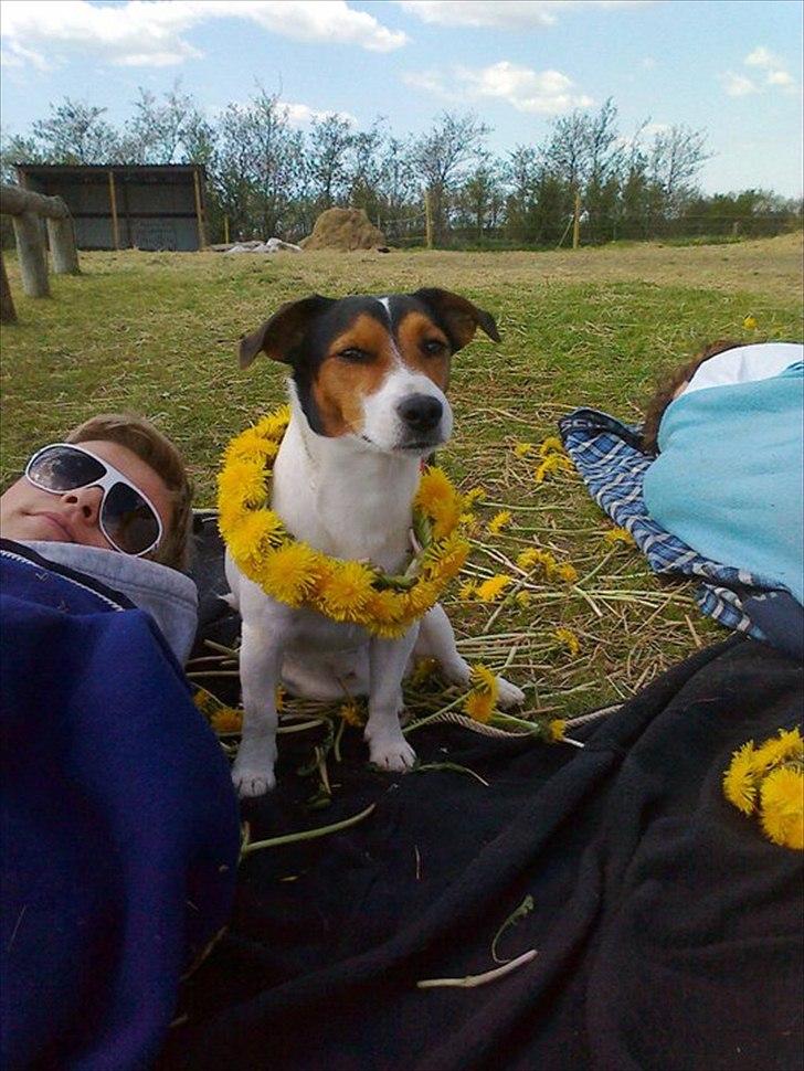 Jack russell terrier Tyson billede 2