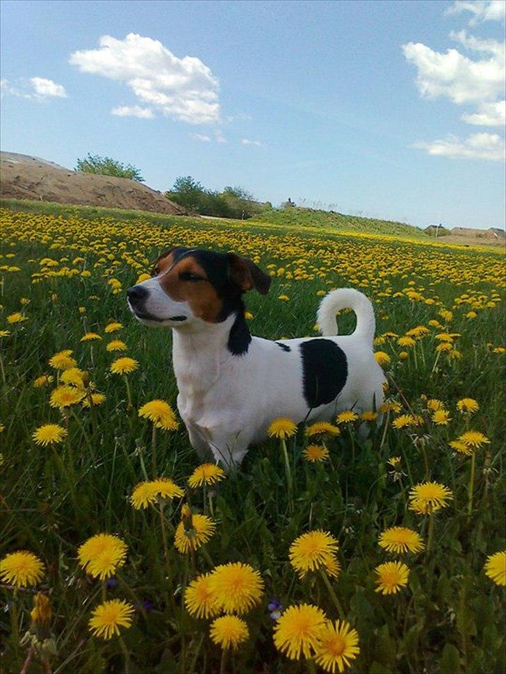 Jack russell terrier Tyson billede 3