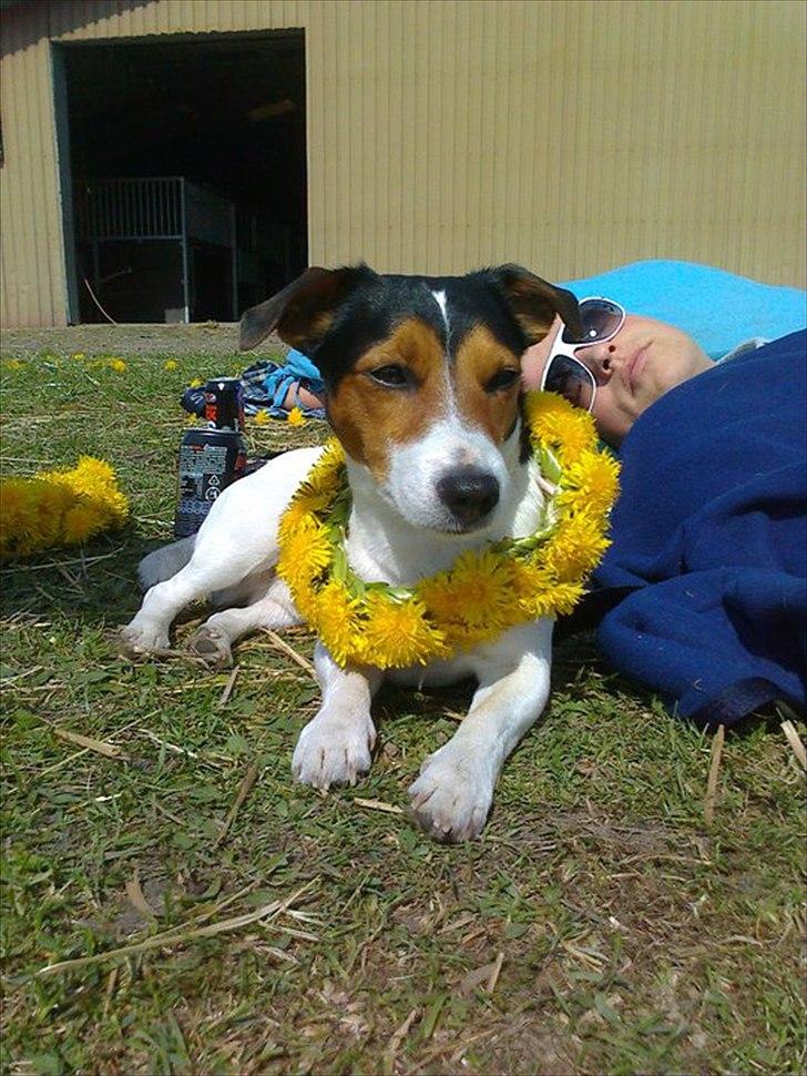 Jack russell terrier Tyson billede 4