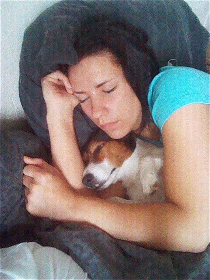 Jack russell terrier Tyson - zzzzhhhhhh ..... :) billede 5