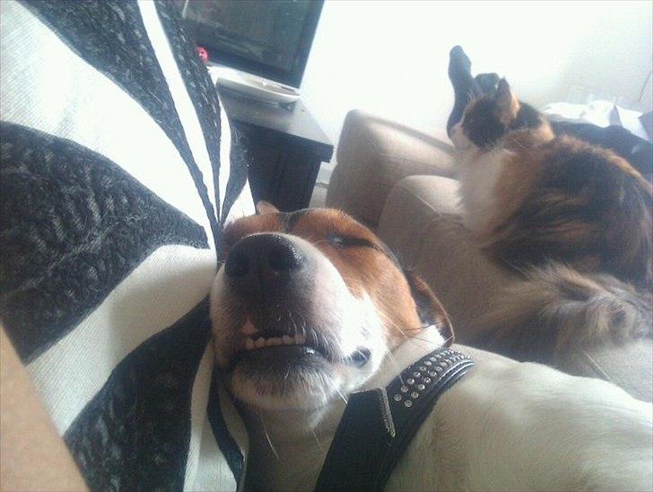 Jack russell terrier Tyson billede 6