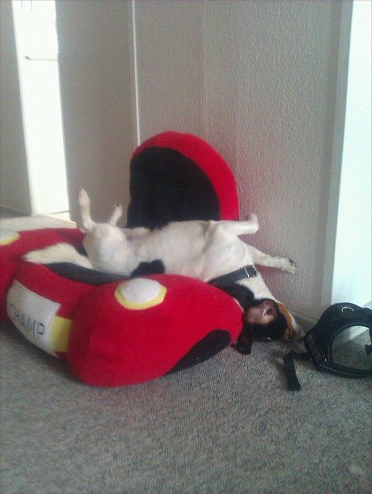 Jack russell terrier Tyson - tyson når han RIGTIG slapper af :) billede 7