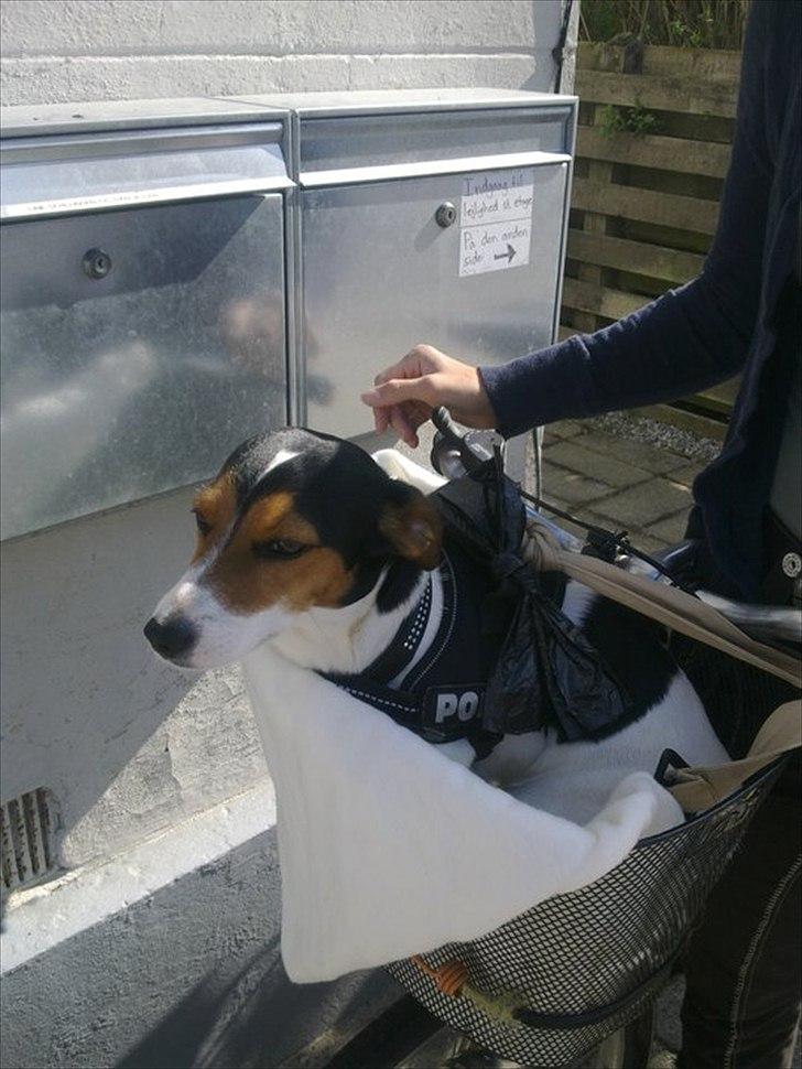 Jack russell terrier Tyson - tager gerne med på cykeltur:)
 billede 8