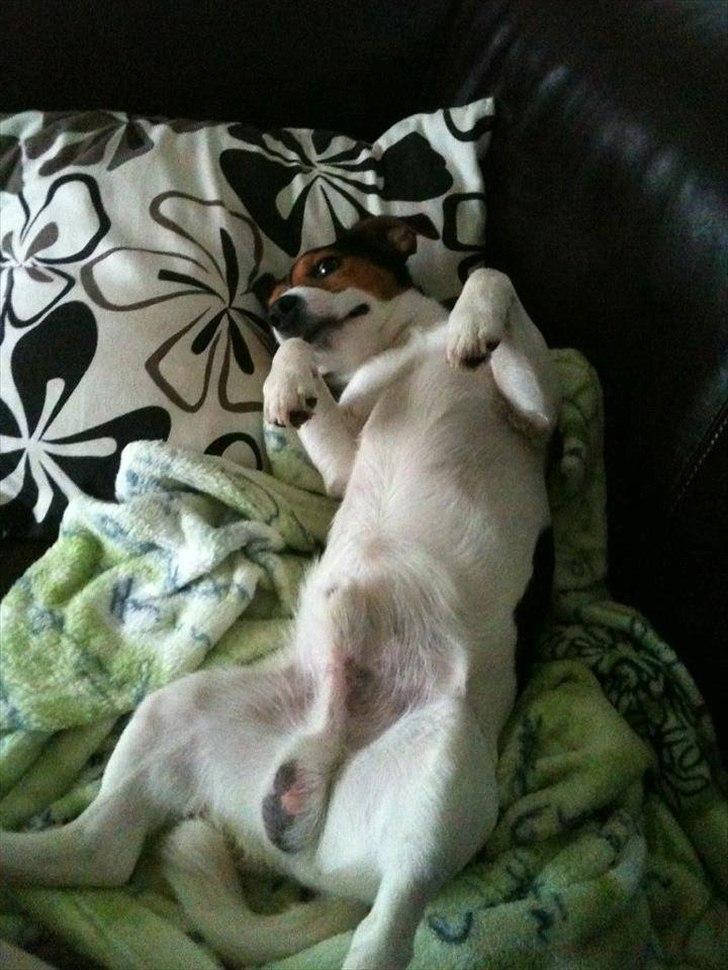 Jack russell terrier Tyson billede 9