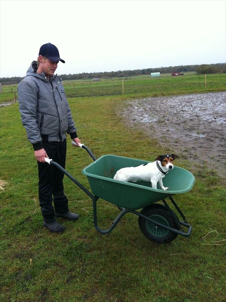Jack russell terrier Tyson - hjælper gerne til på ridekskolen :) billede 10