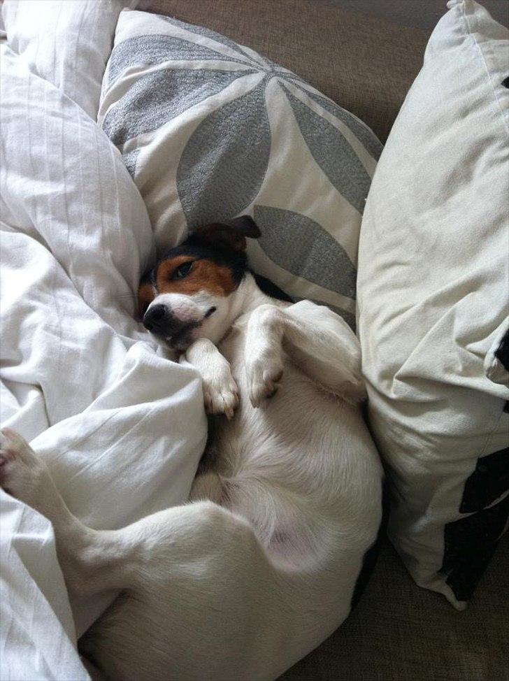 Jack russell terrier Tyson billede 11