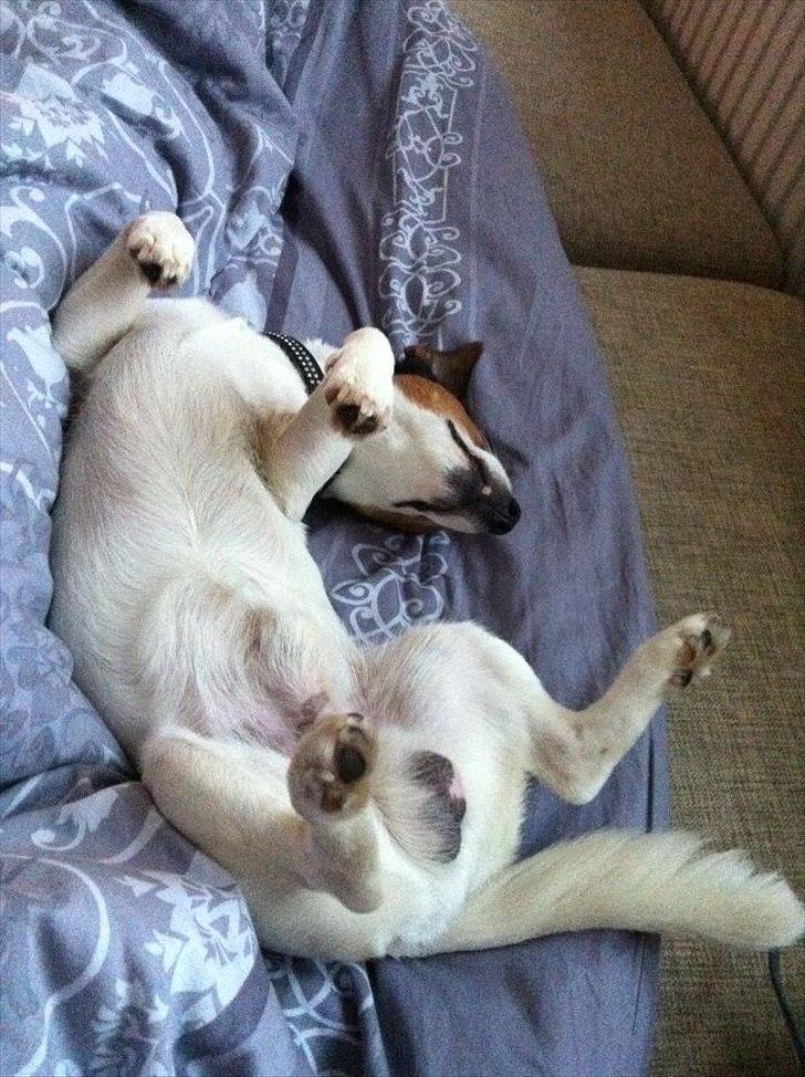 Jack russell terrier Tyson billede 12