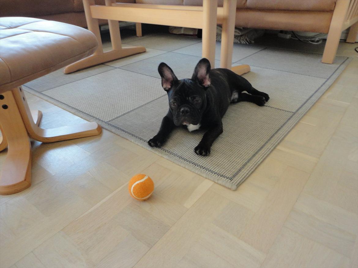 Fransk bulldog           Basse billede 1