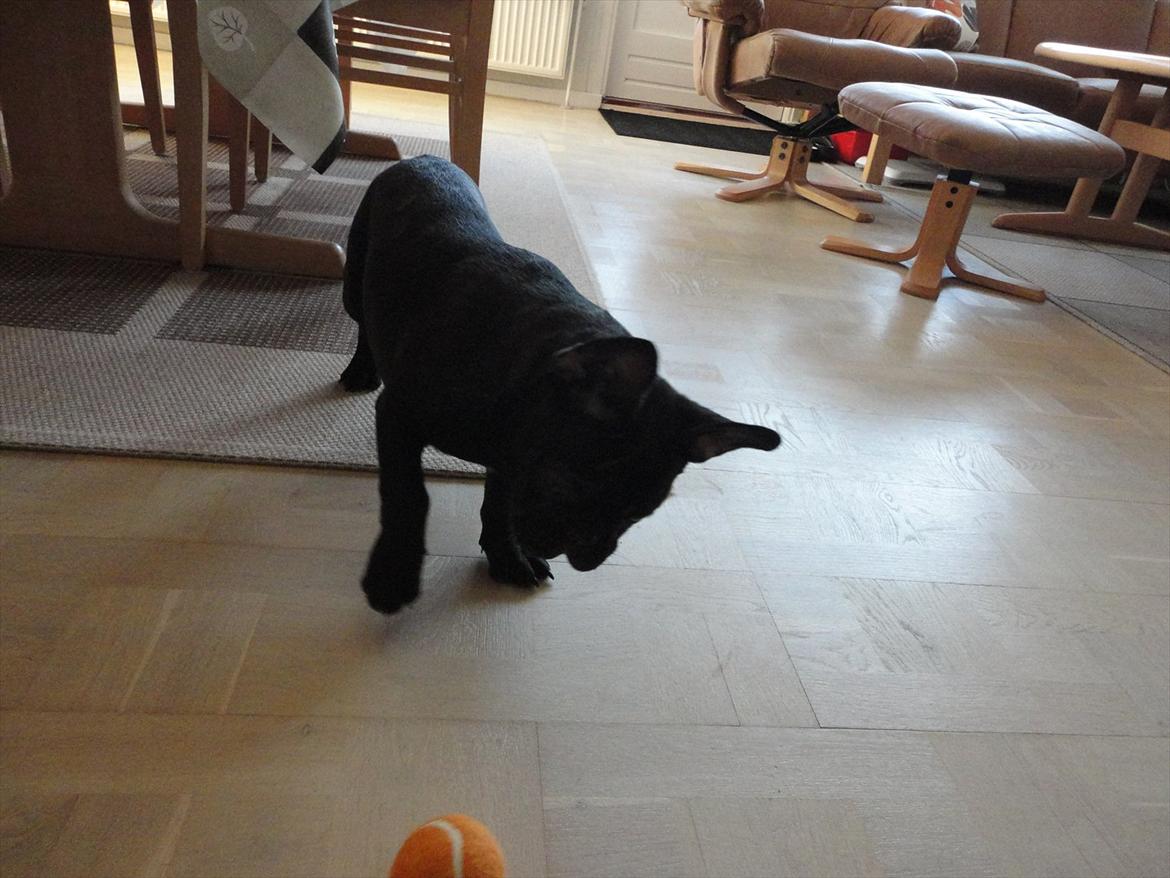 Fransk bulldog           Basse billede 2