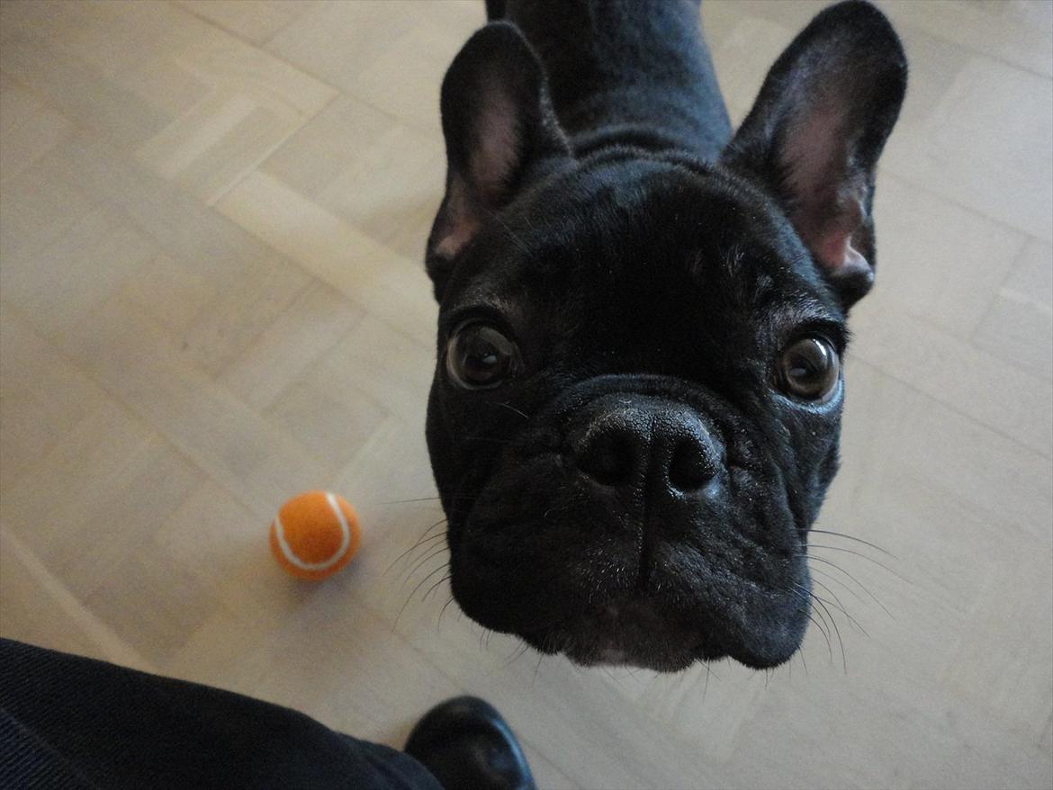 Fransk bulldog           Basse billede 3