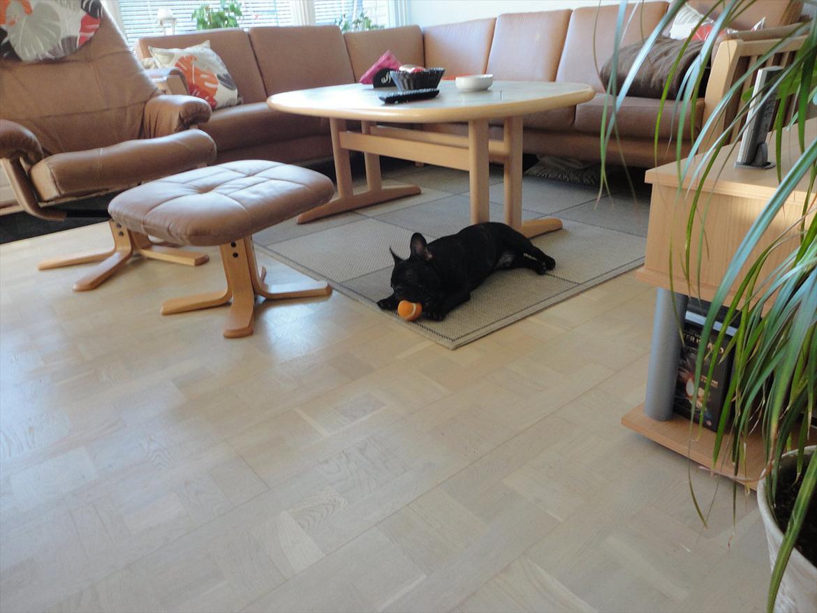 Fransk bulldog           Basse billede 4