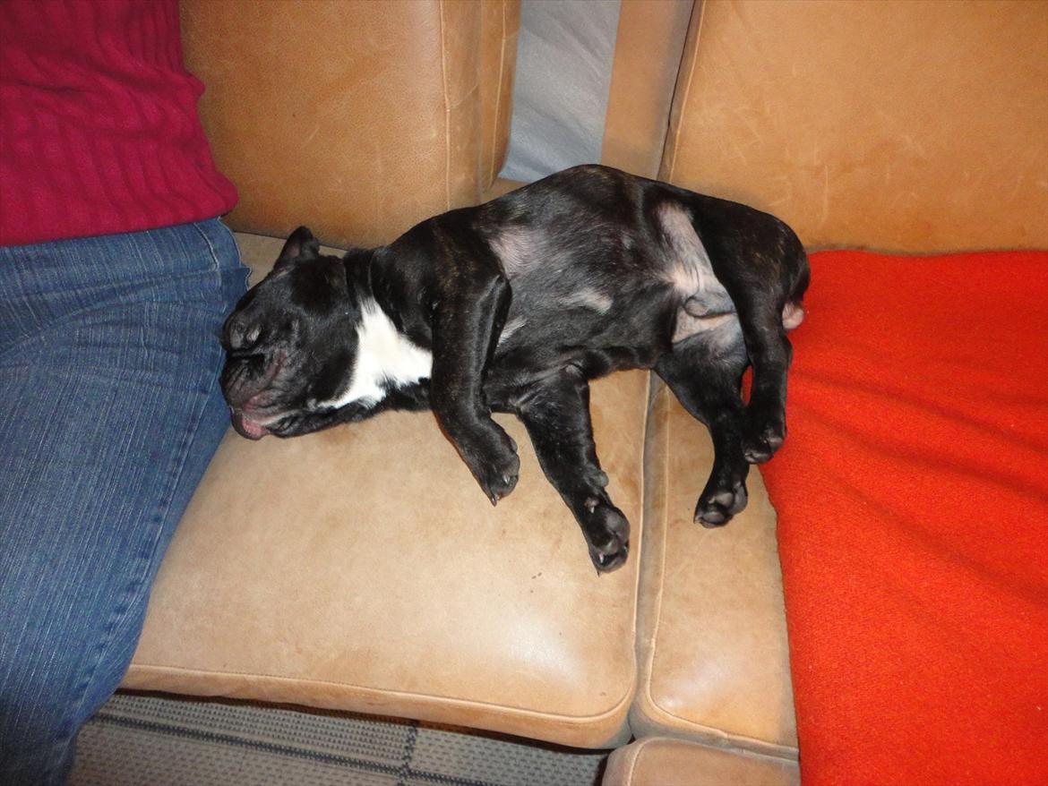 Fransk bulldog           Basse billede 5