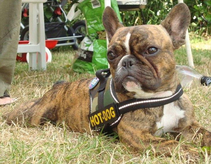 Fransk bulldog Bums - Bliver man mere smuk ? ;P billede 1