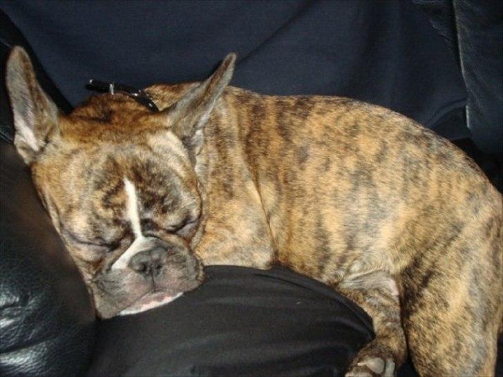 Fransk bulldog Bums - En Træt hvaps billede 2