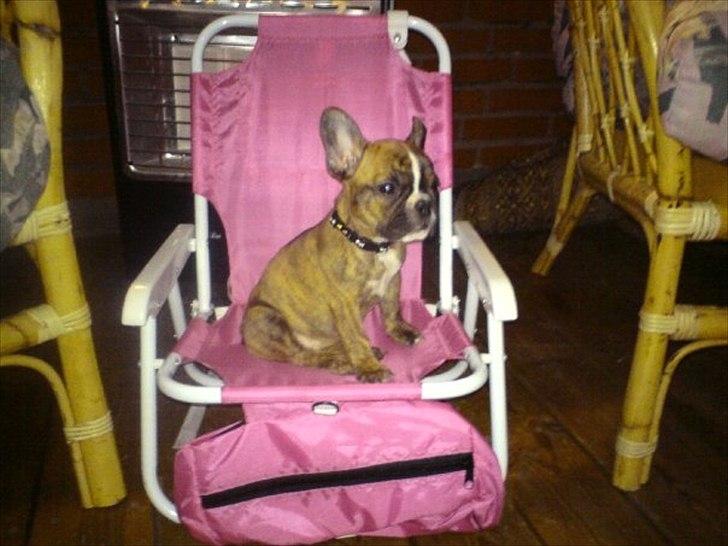 Fransk bulldog Bums - Bums som baby billede 3