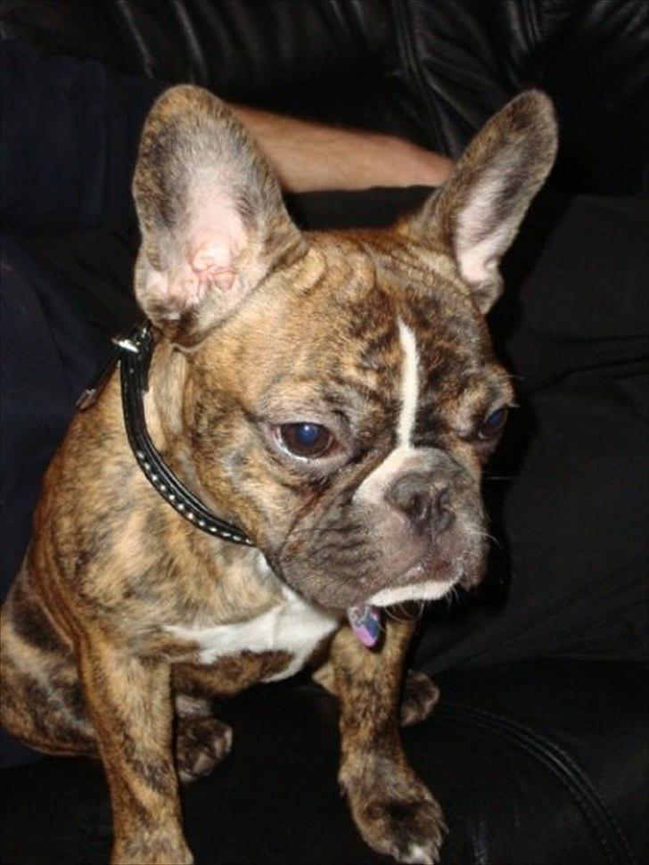 Fransk bulldog Bums - Mors hund billede 5