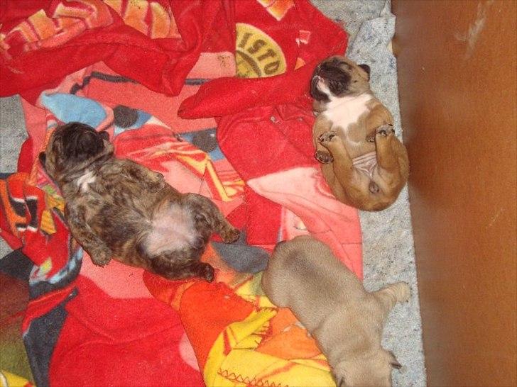 Fransk bulldog Bums - Bumses Babyer billede 6