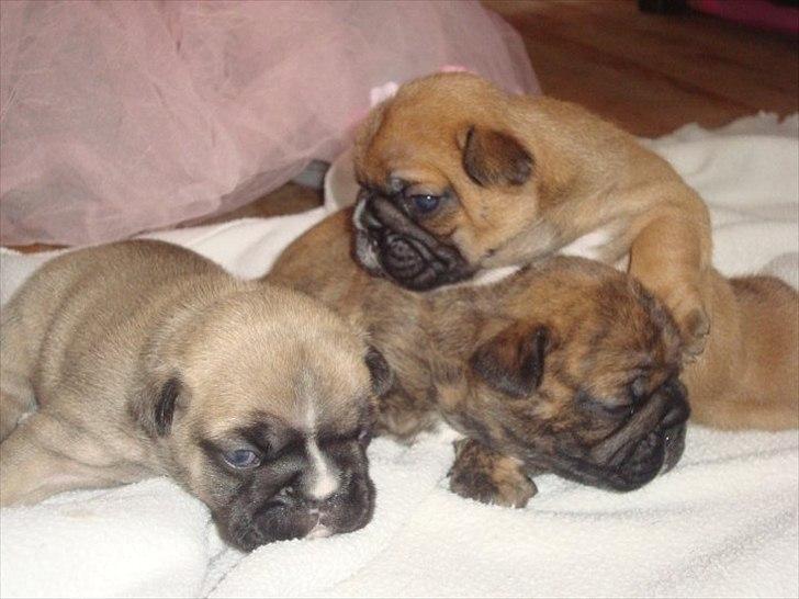 Fransk bulldog Bums - Bums buller babyer billede 7