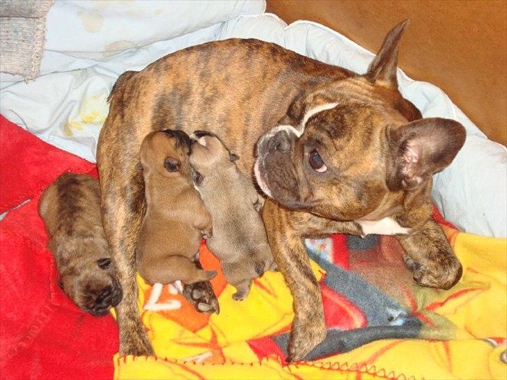 Fransk bulldog Bums - En tilfreds mor med hendes 3 raske hvalpe billede 8