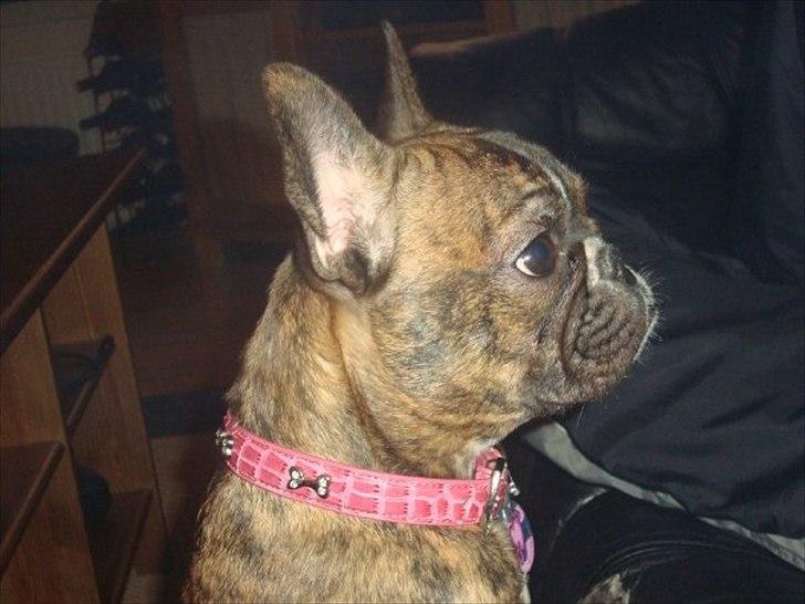 Fransk bulldog Bums - Så Smuk billede 9