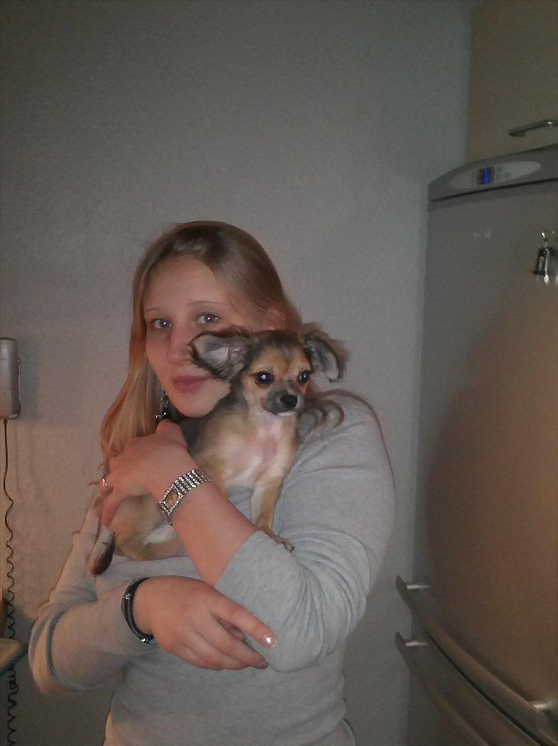 Chihuahua Søde Fie billede 9