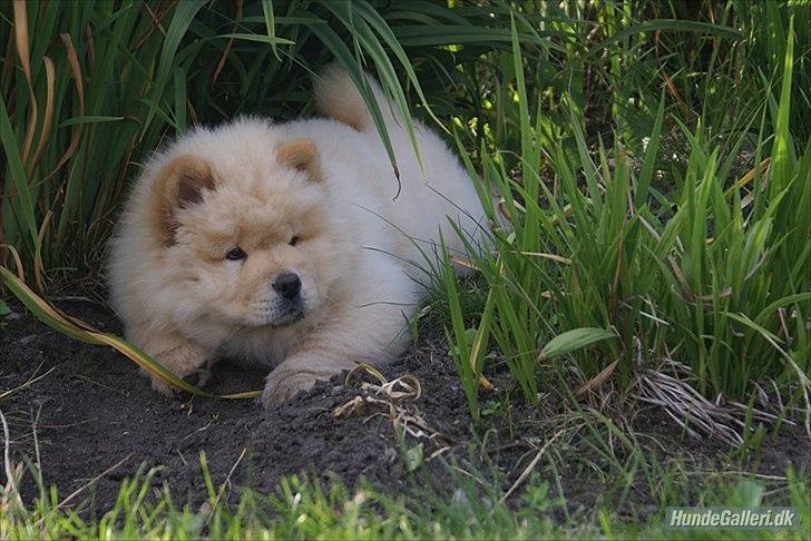 Chow chow Nin-T'sun Cooper De La Creme billede 4