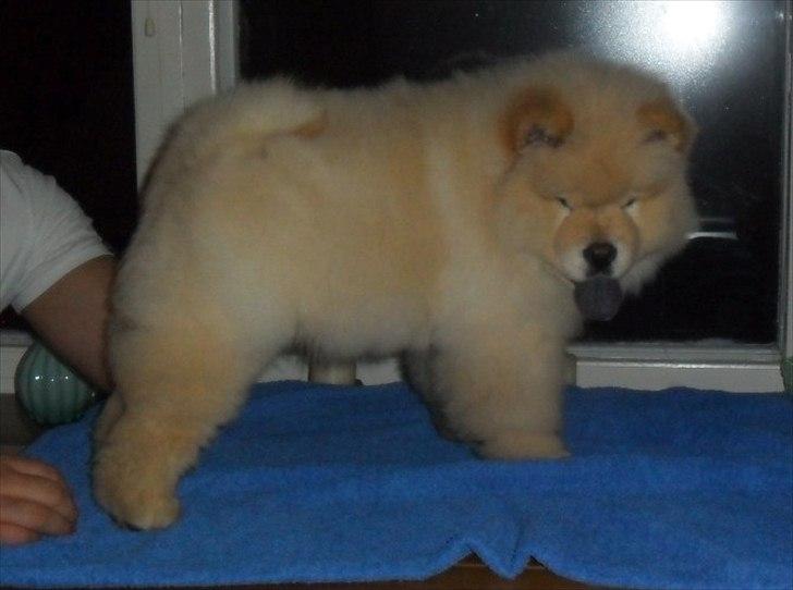 Chow chow Nin-T'sun Cooper De La Creme billede 21