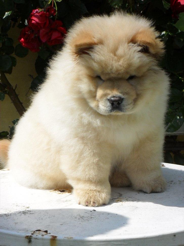 Chow chow Nin-T'sun Cooper De La Creme billede 8