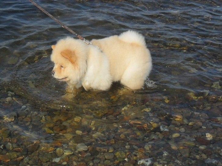 Chow chow Nin-T'sun Cooper De La Creme billede 16