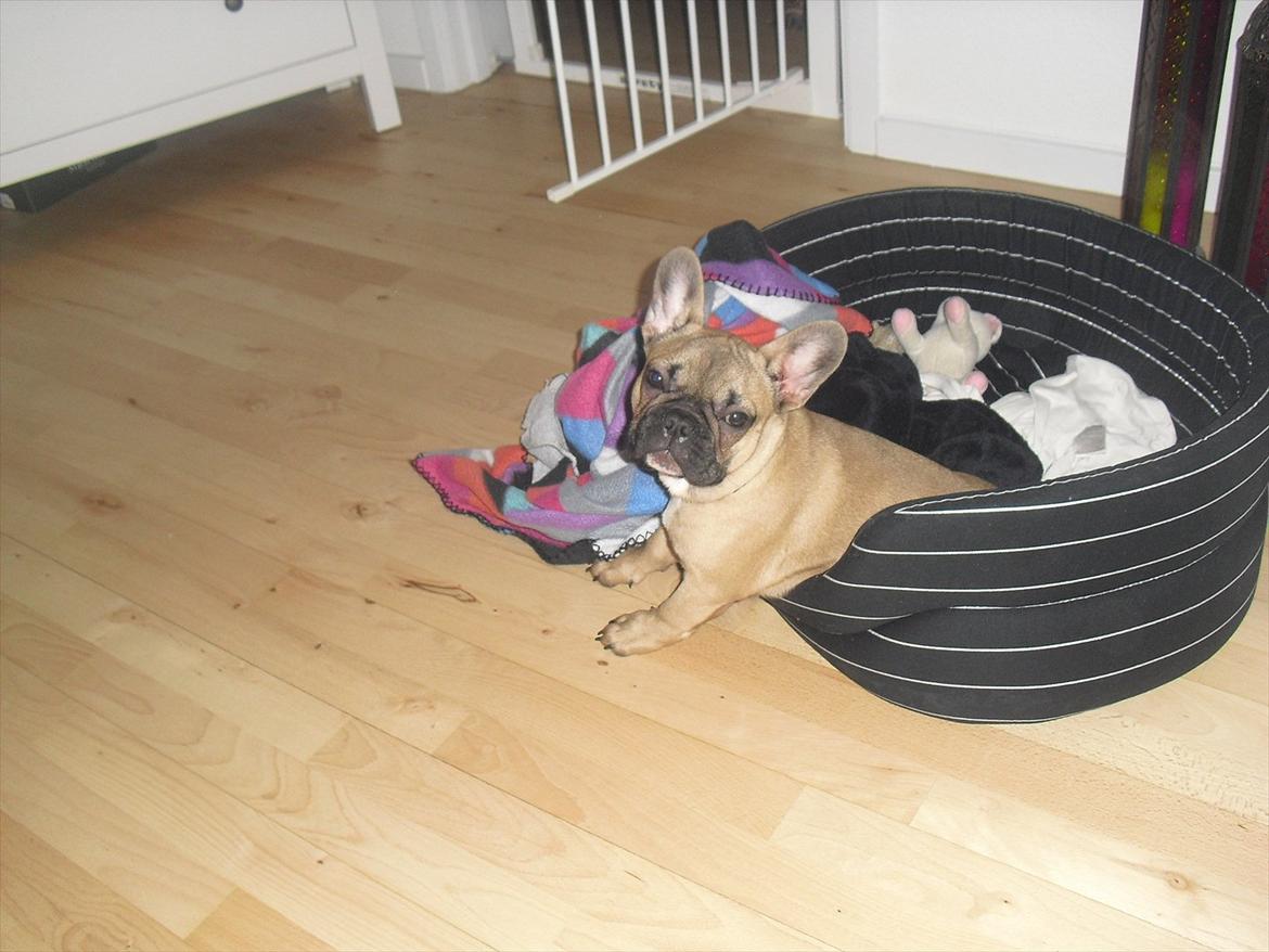 Fransk bulldog Vincent - Skal jeg rejse mig eller ej? :) billede 6