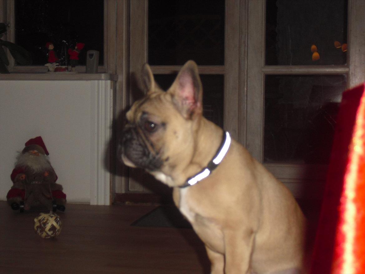 Fransk bulldog Vincent - Vincent 4 mdr  billede 7