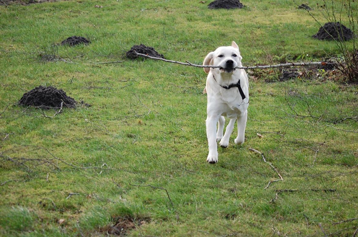 Labrador retriever Loui - Loui Nielsen i fuld galop !:) billede 3